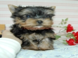 teacup yorkie